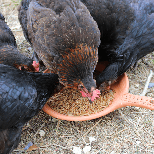 1kg vers de farine déshydratés (+ le seau pour les conserver)